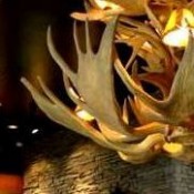 Moose Chandeliers (7)